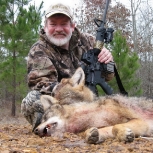 2-coyotes-down