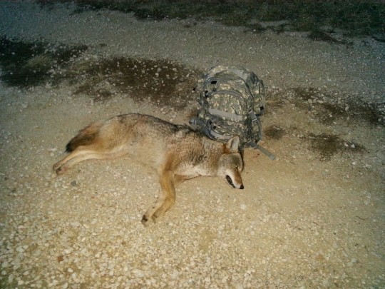 Dogs in the Dirt